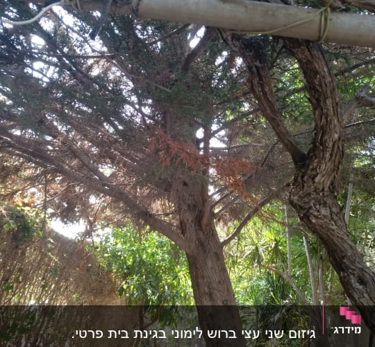 עץ עם ענפים קשורים לחבל לתמיכה